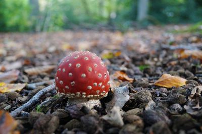 Close-up of fly agaric mushroom on field