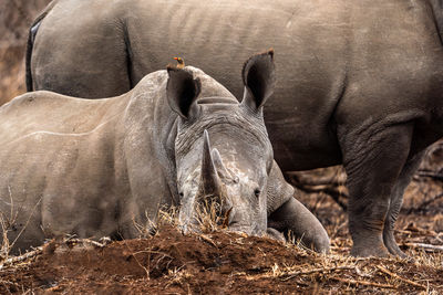 View of two rhinos on field