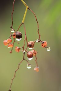 Close-up of berries growing on tree