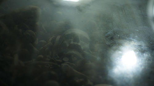 Close-up of underwater
