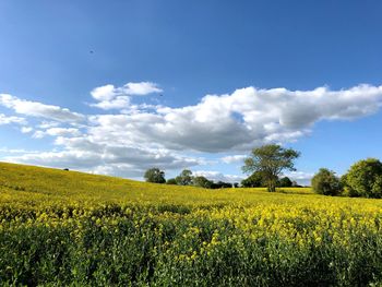 Scenic view of field against sky