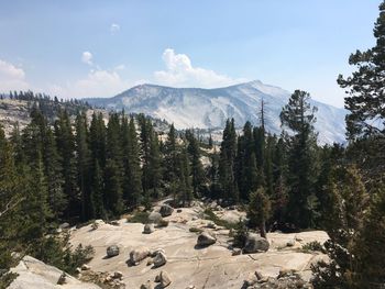 Scenic view of pine trees against sky