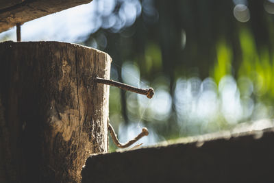 Close-up of rusty nails on wooden railing