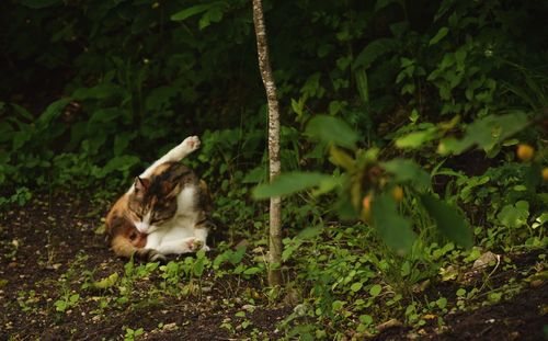 Cat urinating on field at forest
