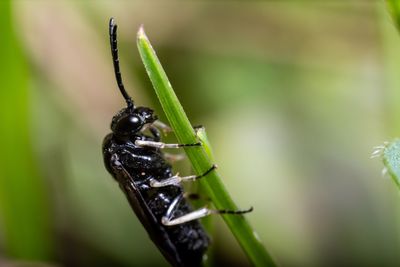 Close-up of insect on leaf