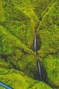 Stream flowing through forest