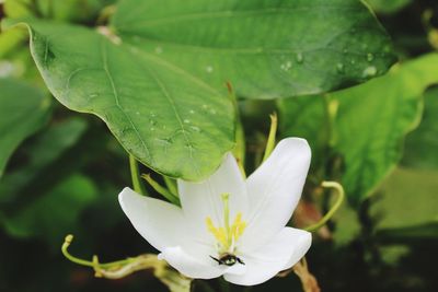 Close-up of white flower with leaves
