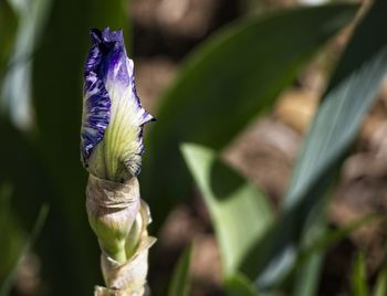 Close-up of purple iris