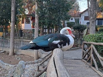 bird