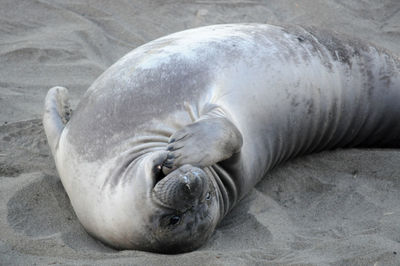 High angle view of sea lion on beach