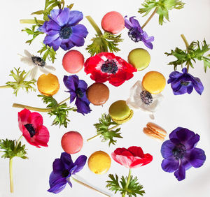 Close-up of multi colored flowers against white background