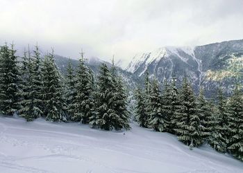 Pine trees on snowcapped mountains against sky