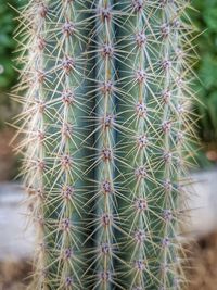 Close-up of cactus plant