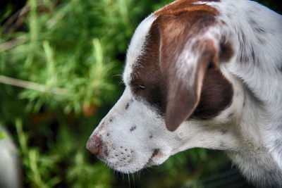 Close-up of dog looking away