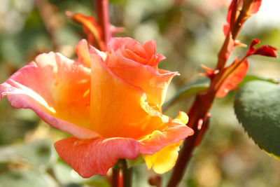Close-up of red rose