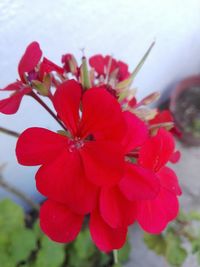 Close-up of red flowering plant