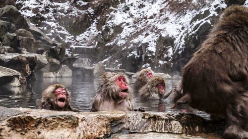 Monkeys in a hot spring 