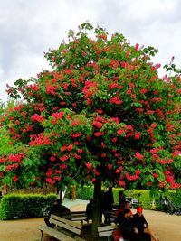 Red flowers growing on tree against sky