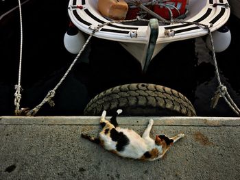 Close-up of a cat