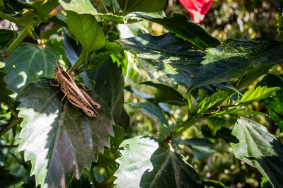 Close-up of insect on plant