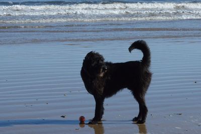 Dog standing on beach