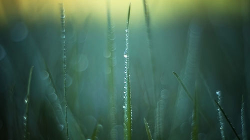 Close-up of water drops on plants