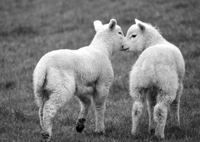 Sheep in a field