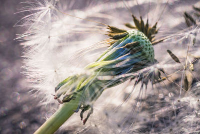 Close-up of dandelion flower