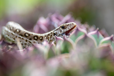 Close-up of a lizard