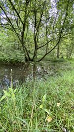 Scenic view of lake in forest