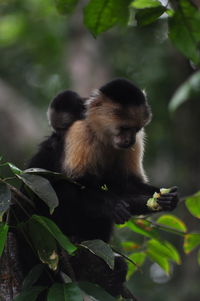 Monkey sitting on a tree