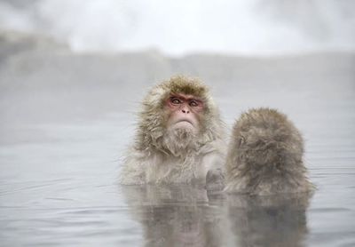 Portrait of young monkeys looking away on snow covered landscape