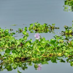 Close-up of lotus water lily in lake against sky