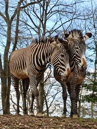 Zebras standing in a row