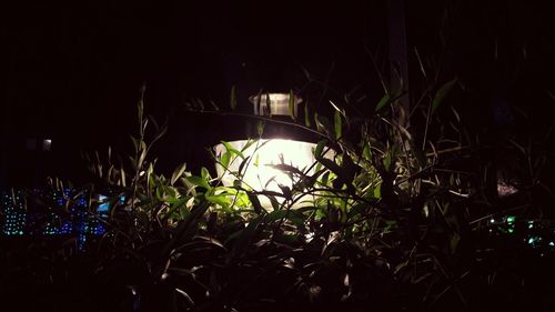 Close-up of illuminated plants at night