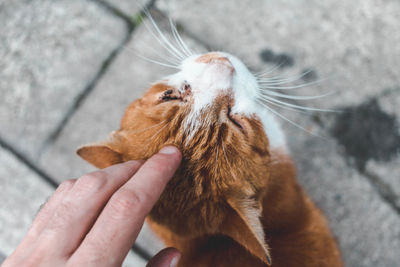 Cropped hand touching kitten on footpath