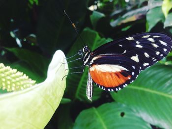 Close-up of butterfly perching on leaf