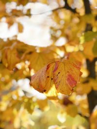 Close-up of yellow maple leaf on tree