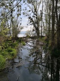 Reflection of trees in water