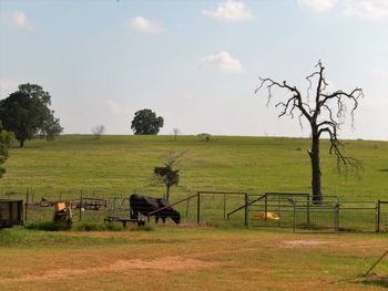 Cow on grassy field against sky