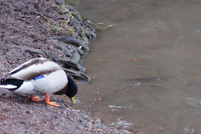 High angle view of duck swimming on lake