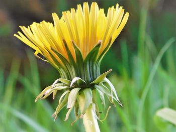 Dandelion about to show full blossom