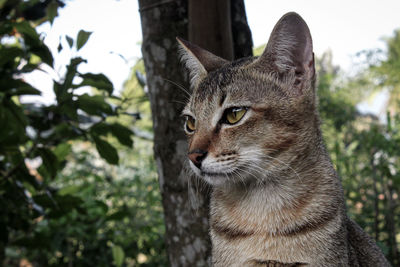 Close-up portrait of a cat