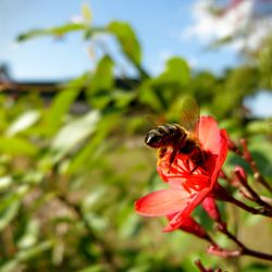 Close-up of bee on red flower