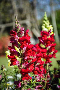 Close-up of pink flowers