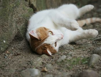 Cat relaxing on couch