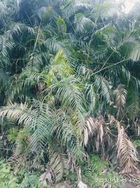 Full frame shot of palm trees