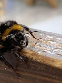 Close-up of insect drinking water