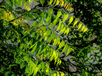 Low angle view of leaves on tree