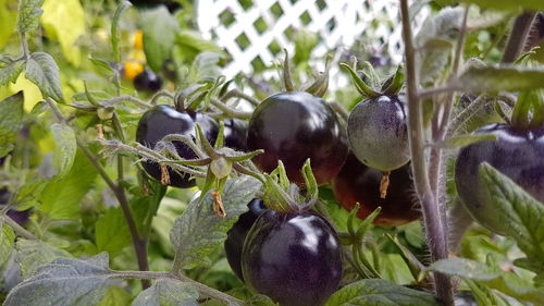 Close-up of fruits growing on plant